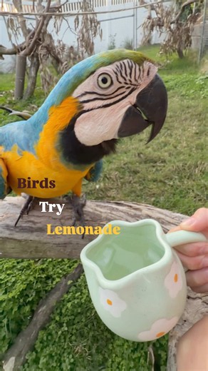 First sip of lemonade… and apparently we have opinions. 😂🍋🦜 #ParrotTok #BirdTok #FunnyAnimals #EclectusParrot #BirdLife
