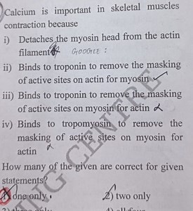 Calcium is important in skeletal muscles contraction becausei)... | Filo