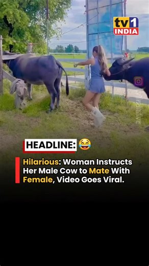 Unforgettable_Reels on Instagram: "A woman instructs her male cow to mate with a female. 😄😄😄 #funnyreels #funnyvideos #sundaymorning #funnywomen #cowsofinstagram"