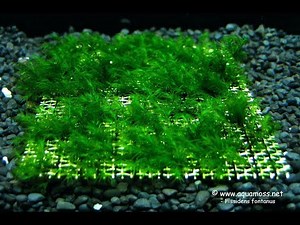 Выращиваем ковер яванского мха на сетке/ Grow a carpet of Java moss on the mesh