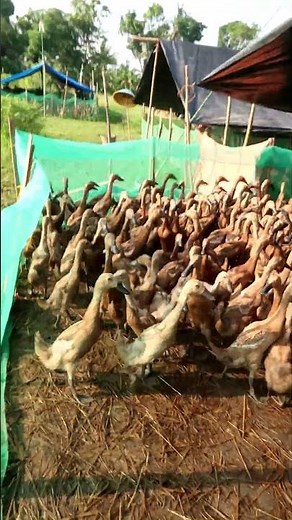 Ducks Quacking on the Farm | Real Duck Sounds for Relaxation or Study