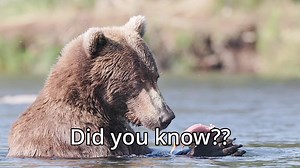 Fascinating Grizzly Bear Eating Habits Revealed! 🐟🍽️
