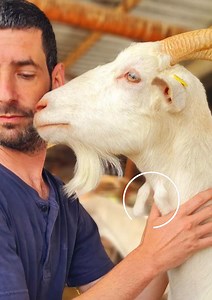 12K views · 57 reactions | So, what exactly are those bumps on a...