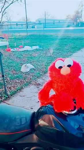 Elmo (@theofficialelmo13)’s videos with original sound - TheDaiTrickster