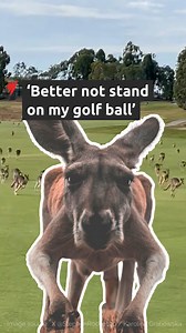 95K views · 592 reactions | 'A fair dinkum stampede': Golfers left stunned as a mob of kangaroos stampedes through a Melbourne golf course. For the latest news, visit: https://trib.al/0MeOq4t | SBS News | Facebook