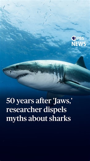 This year marks the 50th anniversary of "Jaws," Steven Spielberg's 1975 blockbuster about a ravenous great white shark. The film packed theaters and terrified audiences, leaving behind a lasting fear of sharks. While many Americans are terrified of them, shark attacks are relatively rare and the species is widely misunderstood. PBS News Hour's William Brangham spoke to the Living Sharks Museum's Keith Cowley to learn more about sharks and dispel common misconceptions. | PBS NewsHour