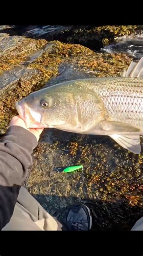 The Breachway Bomber is a great lure for striped bass, here’s a bigger one I caught on this trip #fishing #lures #lurefishing #bigbass #bigfish #bass | Fish RI
