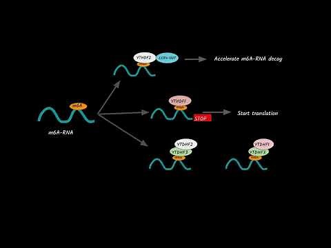 RNA MODIFICATIONS