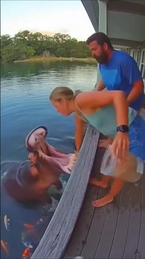 She fell into the water for petting the hippo. #foryou #funny #subscribe #fypシ #ai