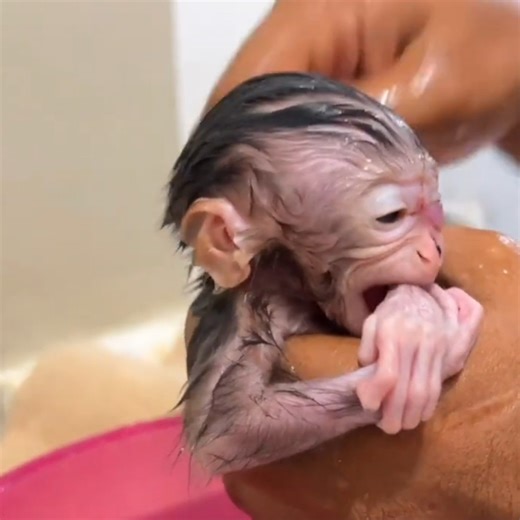 “Rescued Baby Monkey’s First Bath 😱💦 Emotional Reaction Will Melt Your Heart” #babymonekey #smallbabymonkey #littlebabymonkey #cutemonkey #funnymonkey | Sarry