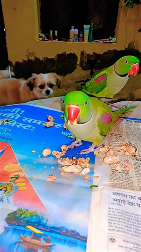 #parrot #funnyreels #viralvideo #nonstoptalkingparrot #funnyparrot @Rashminewlife