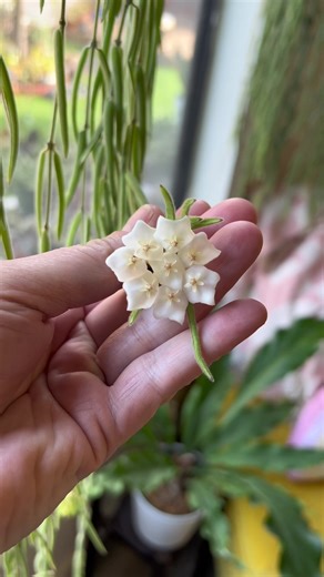 Beautiful Blooming Hoya Linearis Plant Showcase