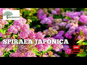 Spiraea Japonica, Pink Spirea Plants For Sale | TN Nursery