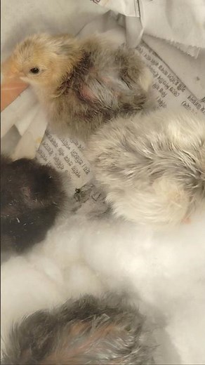 The Easiest Homemade Incubator