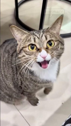 The Cat Language - Meow