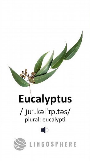 Eucalyptus - Pronunciation, English Phonetic Transcription, Plural Form / Vocabulary - LingoSphere