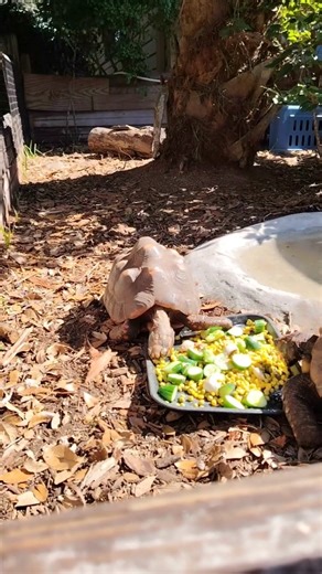 The Last Dinosaurs. Turtles #turtle #turtles #animals #shorts