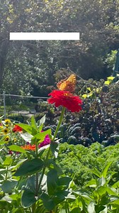 Pinetree Garden Seeds on Reels