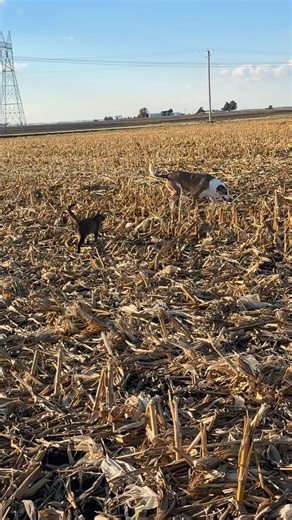 Freeloader, one of the cats that was dumped here in the spring, likes to take walks with Ellie in the cornfield. Cats love Ellie, Ellie tolerates the cats. #farmlife #fiberfarm #iowafarm #farmcats #farmdog #rescuedog #rescuecatsofinstagram | Crosswinds Farm