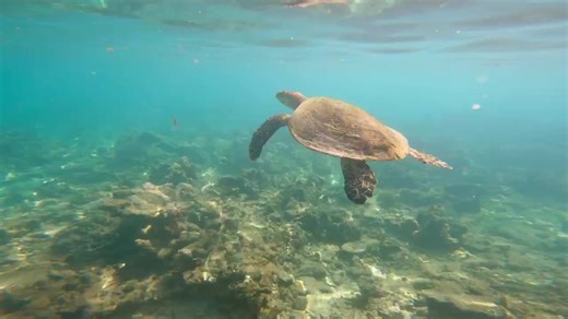 1.5K views · 64 reactions | Can turtles breath underwater?樂️ Sea...