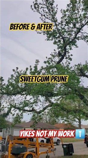Tree pruning Sweetgum before & after #arborist #hutchinson #kansas