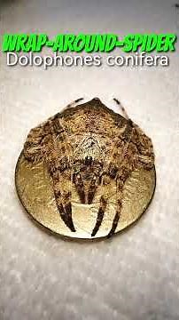 Wrap-Around-Spider! Dolophones conifera. Gagambang BakaBaka.