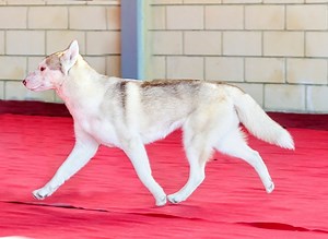 A profile view of a young beautiful Siberian Husky dog running, known...