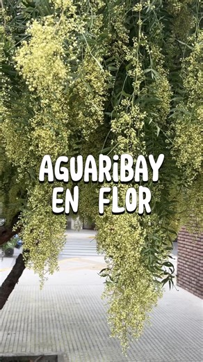 Descubre la belleza del Aguaribay - Árbol nativo de Argentina
