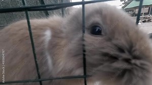 A cute curious rabbit behind a fence, searching for food, licking the finger of a kid. Slow motion.