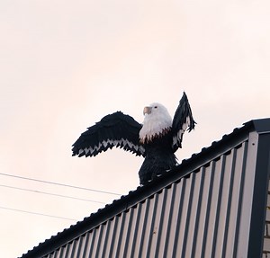 131K views · 343 reactions | Creative Foam: Transforming Simple Materials Into Beautiful Creations! | 5-Minute Crafts Play | Facebook