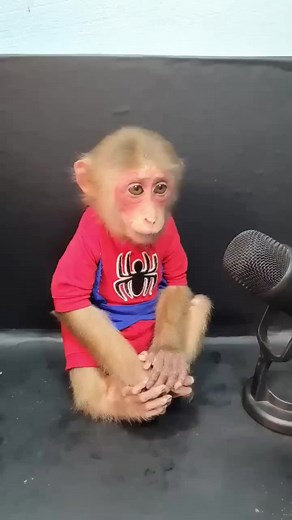 Monkey Haircut: Funny Monkey Grooming Moments