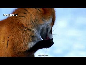 Red Fox: Adaptations, Intelligence and Survival Across Diverse Ecosystems!