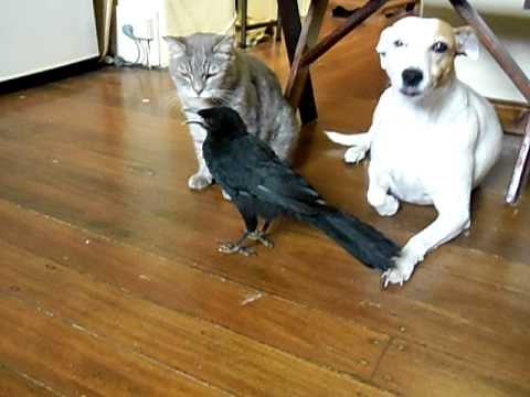 BIRD FEEDS CAT & DOG -