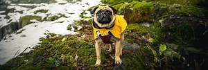 Breed-Specific Dog Rain Coats | Voyagers K9 Apparel