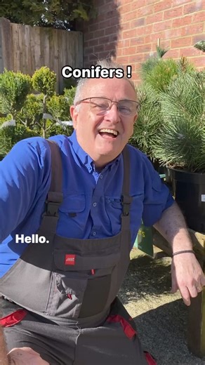 Conifers #gardening #conifers #conifer #conifersociety #plants #allyearroundplants | Dave The Plantman