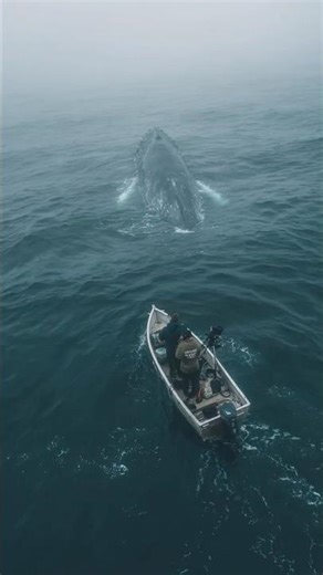 Fishermen Spot Enormous Unknown Creature Off Alaska Coast