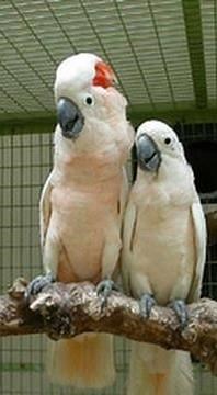 Moluccan or Salmon crested Cockatoos having Fun