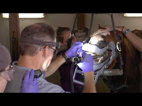 Equine Dentistry at UT College of Veterinary Medicine