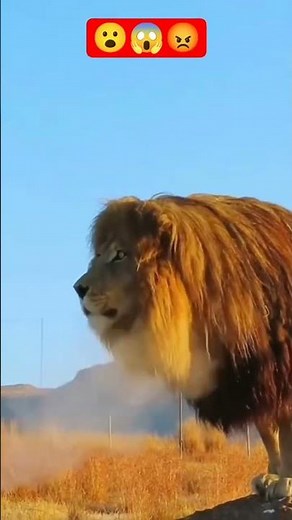 Angry Lion Roar|Powerful Lion Sound 🦁🔥😡