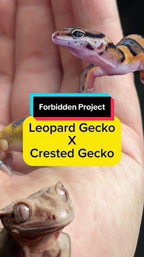 Leopard Gecko Born Without Eyelids Thrives Against Odds