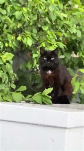 #тотсамыймомент Ссылка на сервис донатов https://yoomoney.ru/to/4100118841746301/0