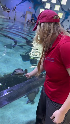 Did you know that a porcupine puffers teeth never stop growing?? They have to eat hard shells such as mussels or snails to keep their teeth trimmed. 🐡 #puffer #pufferfish #animalfacts #aquarium