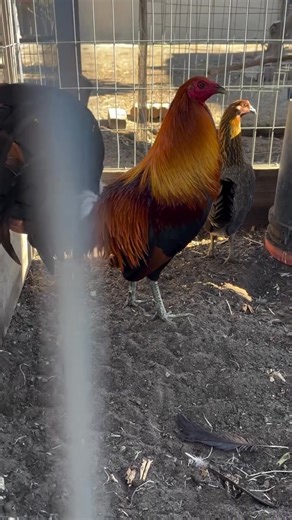 35K views · 3K reactions | Beautiful Birds - Tonys Farms  No Fowl For ILLEGAL Purposes Video/Photo Content In This Farm Just For Breeding, Show and Preservation Purposes | Gamefowl Storyy | Facebook