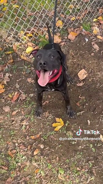 My stud💪🏾#americanpitbullterrier #gamebredpitbull #realpitbulls #workingpitbull