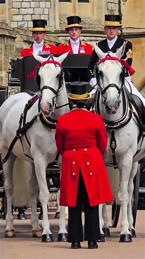 Why Is One Officer Wearing Blue While Others Wear Red? | Garter Day Explained