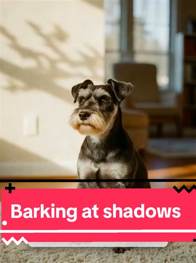When your Mini Schnauzer barks at shadows or reflections, it’s not random — it’s their alert instinct at work. Schnauzers track movement and react to changes in the environment. #minischnauzer #schnauzerbehavior #shadowbarking #dogbehavior #smartdogs
