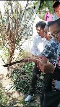 Traditional bow and arrow throwing competition.