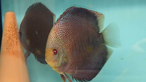 7.6K views · 322 reactions | Super panthera with babies | Chens Discus UK | Facebook