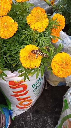 || Butterfly || 🦋 💖 merigold plant care tips. #gardening #plant #shorts #ytshorts