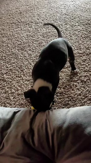 Saxton (@saxtonthepit)’s videos with original sound - Saxton